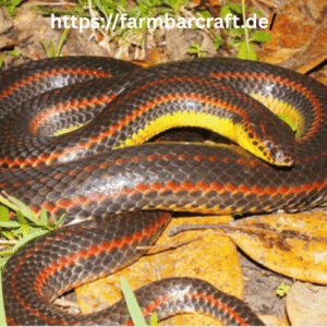 Wildlife Officials Urge Public to Report Rainbow Snake Sightings